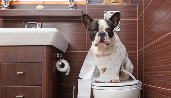 puppy-toilet